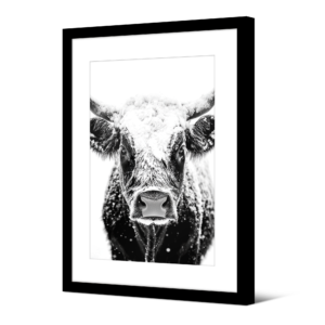 Image encadrée Simmental