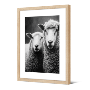 Image encadrée Corriedale