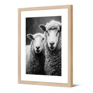 Image encadrée Corriedale