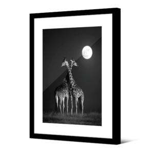 Image encadrée Giraffa