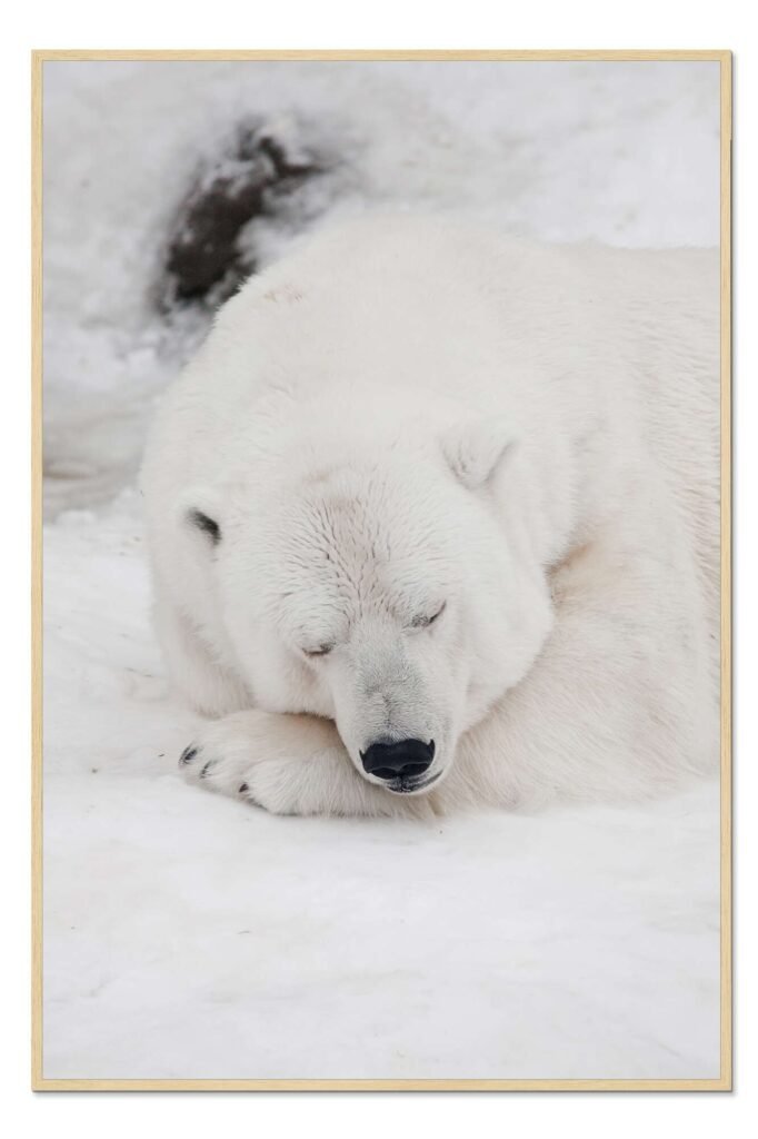 Tablado de oso polar dormido, marco de madera claro